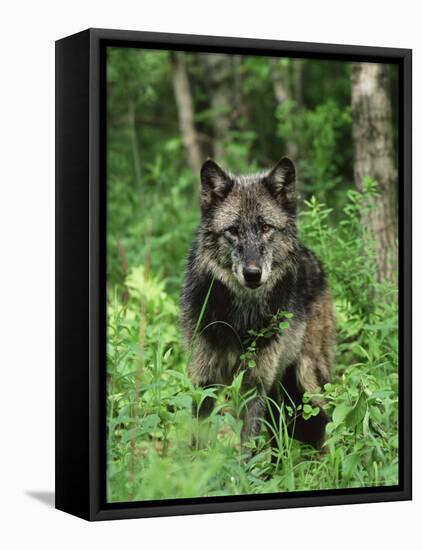 Gray Wolf (Canis Lupus), in Captivity, Sandstone, Minnesota-James Hager-Framed Stretched Canvas