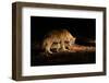 Gray Wolf, Canis Lupus, in the Dark Forest. Wolf Hidden in the Forest. Wildlife Scene from Nature.-Ondrej Prosicky-Framed Photographic Print