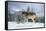 GRAY WOLF Canis lupus IN WINTER SNOW LOOKING AT CAMERA-Panoramic Images-Framed Stretched Canvas