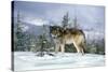 GRAY WOLF Canis lupus IN WINTER SNOW LOOKING AT CAMERA-Panoramic Images-Stretched Canvas