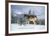 GRAY WOLF Canis lupus IN WINTER SNOW LOOKING AT CAMERA-Panoramic Images-Framed Photographic Print