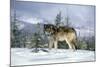 GRAY WOLF Canis lupus IN WINTER SNOW LOOKING AT CAMERA-Panoramic Images-Mounted Photographic Print