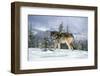 GRAY WOLF Canis lupus IN WINTER SNOW LOOKING AT CAMERA-Panoramic Images-Framed Photographic Print