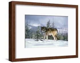 GRAY WOLF Canis lupus IN WINTER SNOW LOOKING AT CAMERA-Panoramic Images-Framed Photographic Print