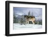 GRAY WOLF Canis lupus IN WINTER SNOW LOOKING AT CAMERA-Panoramic Images-Framed Photographic Print