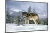 GRAY WOLF Canis lupus IN WINTER SNOW LOOKING AT CAMERA-Panoramic Images-Mounted Photographic Print