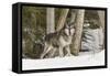 Gray Wolf Canis lupus, Montana-Adam Jones-Framed Stretched Canvas