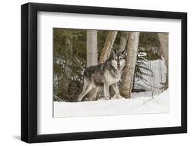 Gray Wolf Canis lupus, Montana-Adam Jones-Framed Photographic Print
