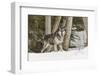 Gray Wolf Canis lupus, Montana-Adam Jones-Framed Photographic Print