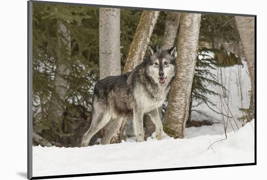 Gray Wolf Canis lupus, Montana-Adam Jones-Mounted Photographic Print