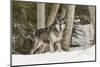 Gray Wolf Canis lupus, Montana-Adam Jones-Mounted Photographic Print