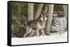 Gray Wolf Canis lupus, Montana-Adam Jones-Framed Stretched Canvas