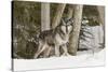 Gray Wolf Canis lupus, Montana-Adam Jones-Stretched Canvas