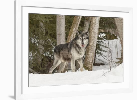 Gray Wolf Canis lupus, Montana-Adam Jones-Framed Premium Photographic Print