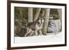 Gray Wolf Canis lupus, Montana-Adam Jones-Framed Premium Photographic Print