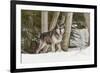 Gray Wolf Canis lupus, Montana-Adam Jones-Framed Premium Photographic Print