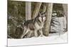 Gray Wolf Canis lupus, Montana-Adam Jones-Mounted Premium Photographic Print