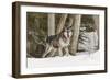 Gray Wolf Canis lupus, Montana-Adam Jones-Framed Photographic Print