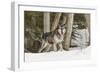 Gray Wolf Canis lupus, Montana-Adam Jones-Framed Photographic Print