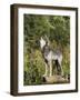 Gray Wolf (Canis Lupus) on a Rock, Howling, in Captivity, Minnesota, USA-James Hager-Framed Photographic Print