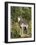 Gray Wolf (Canis Lupus) on a Rock, Howling, in Captivity, Minnesota, USA-James Hager-Framed Photographic Print