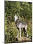 Gray Wolf (Canis Lupus) on a Rock, Howling, in Captivity, Minnesota, USA-James Hager-Mounted Photographic Print