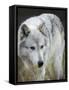 Gray Wolf, Canis Lupus, West Yellowstone, Montana-Maresa Pryor-Framed Stretched Canvas