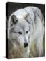 Gray Wolf, Canis Lupus, West Yellowstone, Montana-Maresa Pryor-Stretched Canvas