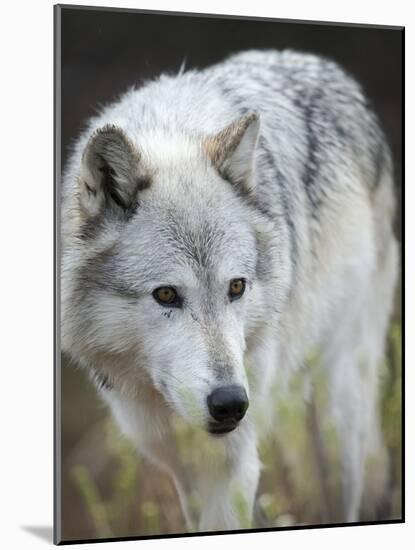 Gray Wolf, Canis Lupus, West Yellowstone, Montana-Maresa Pryor-Mounted Photographic Print