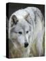 Gray Wolf, Canis Lupus, West Yellowstone, Montana-Maresa Pryor-Stretched Canvas