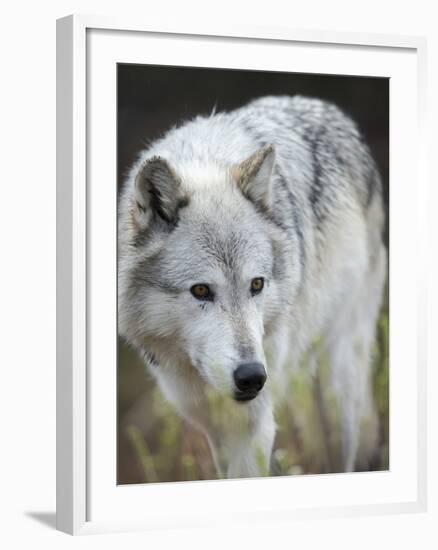 Gray Wolf, Canis Lupus, West Yellowstone, Montana-Maresa Pryor-Framed Photographic Print