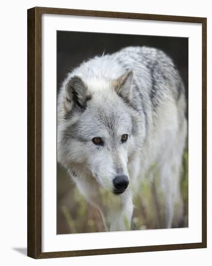 Gray Wolf, Canis Lupus, West Yellowstone, Montana-Maresa Pryor-Framed Photographic Print