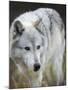 Gray Wolf, Canis Lupus, West Yellowstone, Montana-Maresa Pryor-Mounted Photographic Print