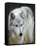 Gray Wolf, Canis Lupus, West Yellowstone, Montana-Maresa Pryor-Framed Stretched Canvas