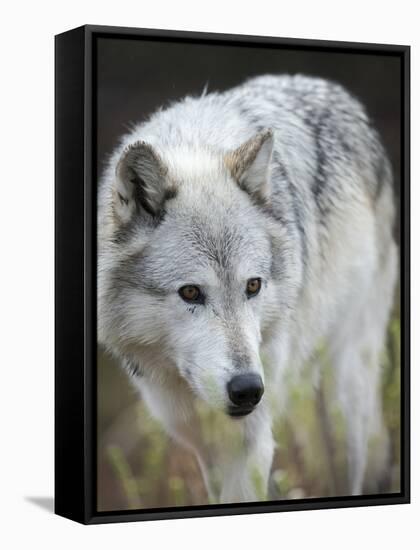 Gray Wolf, Canis Lupus, West Yellowstone, Montana-Maresa Pryor-Framed Stretched Canvas