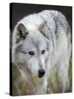 Gray Wolf, Canis Lupus, West Yellowstone, Montana-Maresa Pryor-Stretched Canvas