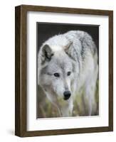 Gray Wolf, Canis Lupus, West Yellowstone, Montana-Maresa Pryor-Framed Photographic Print