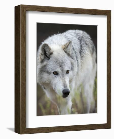 Gray Wolf, Canis Lupus, West Yellowstone, Montana-Maresa Pryor-Framed Photographic Print