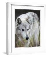 Gray Wolf, Canis Lupus, West Yellowstone, Montana-Maresa Pryor-Framed Photographic Print