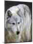 Gray Wolf, Canis Lupus, West Yellowstone, Montana-Maresa Pryor-Mounted Photographic Print