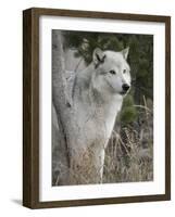 Gray Wolf, Canis Lupus, West Yellowstone, Montana-Maresa Pryor-Framed Photographic Print