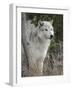 Gray Wolf, Canis Lupus, West Yellowstone, Montana-Maresa Pryor-Framed Photographic Print