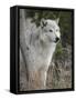 Gray Wolf, Canis Lupus, West Yellowstone, Montana-Maresa Pryor-Framed Stretched Canvas