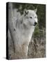 Gray Wolf, Canis Lupus, West Yellowstone, Montana-Maresa Pryor-Stretched Canvas