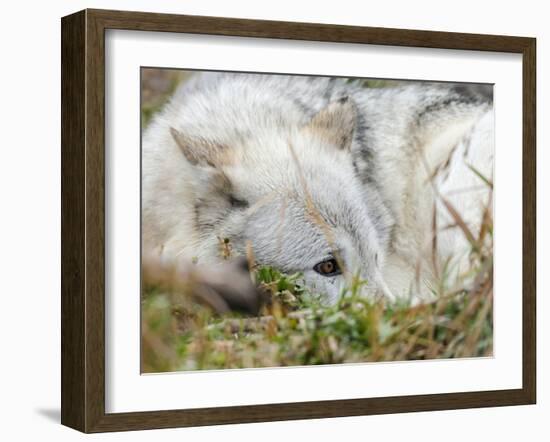 Gray Wolf, Canis Lupus, West Yellowstone, Montana-Maresa Pryor-Framed Photographic Print