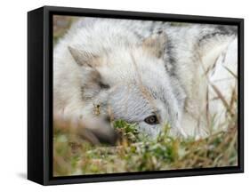 Gray Wolf, Canis Lupus, West Yellowstone, Montana-Maresa Pryor-Framed Stretched Canvas