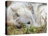 Gray Wolf, Canis Lupus, West Yellowstone, Montana-Maresa Pryor-Stretched Canvas