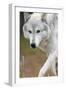 Gray Wolf, Canis Lupus, West Yellowstone, Montana-Maresa Pryor-Framed Photographic Print