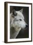 Gray Wolf, Canis lupus, Yellowstone, Montana.-Maresa Pryor-Framed Photographic Print