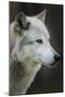 Gray Wolf, Canis lupus, Yellowstone, Montana.-Maresa Pryor-Mounted Photographic Print